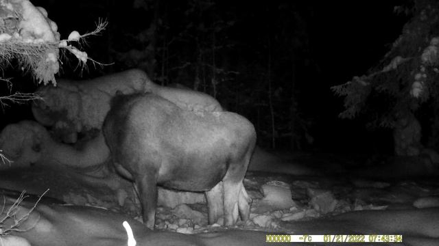 Лоси зимой. смотреть онлайн