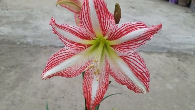 Barbados stripped amaryllis Lily смотреть онлайн