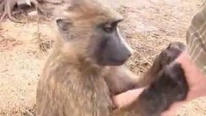 How to make a baboon laugh