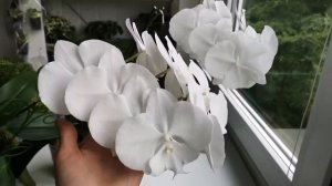 Орхидеи биглипы, снежно-белые крупные и очень красивые. Немного Sweet girl и орхидея Вишенка?