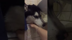 Хаски поёт в ванной. Хаски орет когда его моют. Хаски ругается