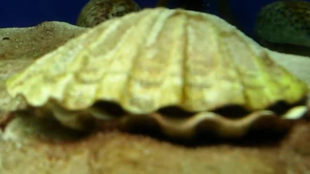 Анапа. 2017. Океанариум "Риф". Часть7 смотреть онлайн