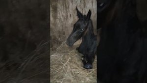 Рождение жеребенка