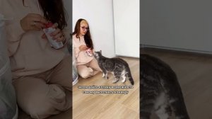 Как научить кошку команде СИДЕТЬ