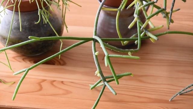 Cacti From The Genus Rhipsalis