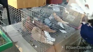 Ярмарка голубей в Воронеже 24 ноября 2019года.