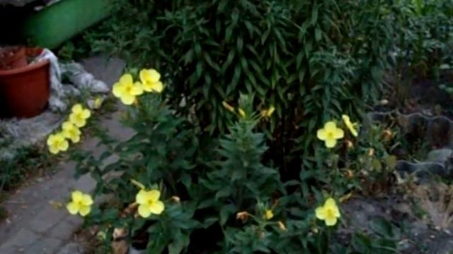 Лунник для лунатиков.VOB смотреть онлайн