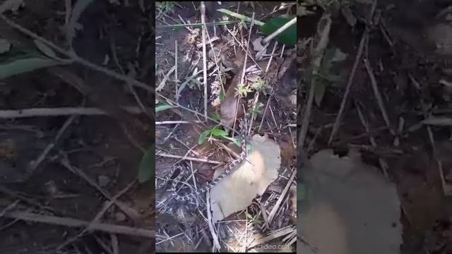 SABES PORQUE SE LLAMA A ESTA SERPIENTE MAPANA RABO SECO, RESERVA NATURAL LOS GUAIMAROS  #naturaleza