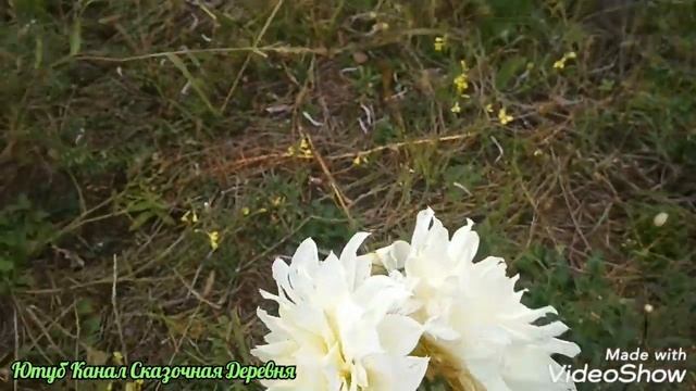 Георгина сорт Флеурел / Dahlia Fleurel