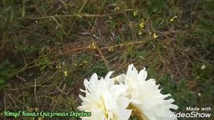 Георгина сорт Флеурел / Dahlia Fleurel