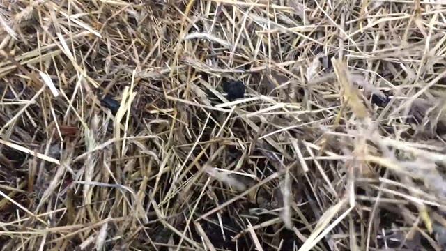 Что стало с червями. Месяц не кормил. Вермикомпостер на даче смотреть онлайн