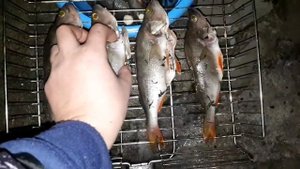 Как приготовить окуня на мангале в чешуе. Простой способ.