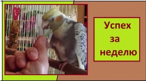 Погладила попугая. Первый контакт с попугайчиком. Как приручать дикого магазинного попугая