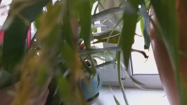 Обзор моих Бромелиевых смотреть онлайн