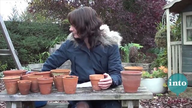Planting bulbs in pots: Iris reticulata with Dawn Isaac смотреть онлайн