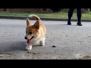 Лола первая прогулка