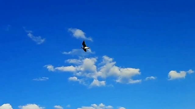 #поэзиядлядуши "С чего вы решили, что знаете, как надо жить..." ( Автор стихотворения -Анна Опарина