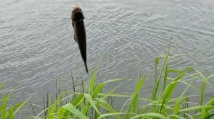 Ловля линя на червя