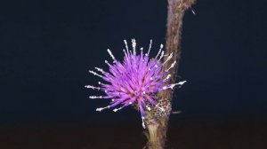 Disteln, thistles, cardos, Cirsium palustre [time lapse, trilingual, 4K]