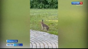 Зайцы в Ботаническом саду удивили йошкаролинцев