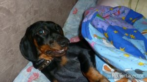 После смерти собаки. Память о таксе.