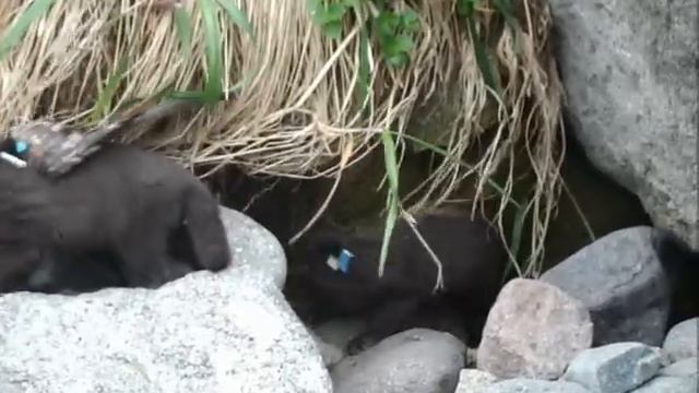 глупыш - любимая еда песца / northern fulmar - a favorite food for arctic fox смотреть онлайн