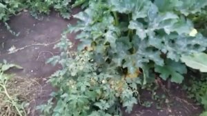 Почему плохо растут кабачки !_