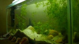 Цихлиды аквариум на 60литров.AVI
