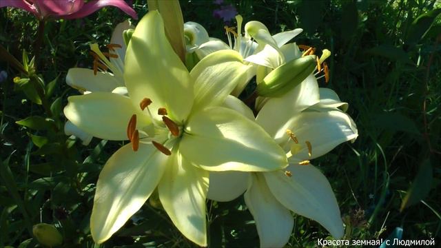 Красота для души - петуния, роза, лилии смотреть онлайн