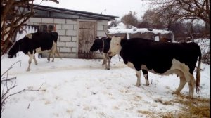 реальный заработок ? на коровах//выгодно ли сдавать молоко ?на молоковоз.