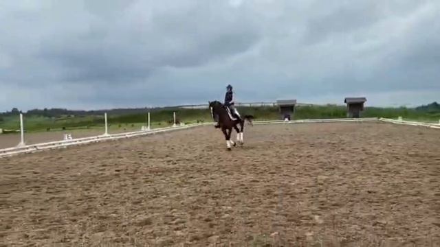 Grand Prix gelding 11 years old - Equestrian market продажа лошадей horse sale конный рынок