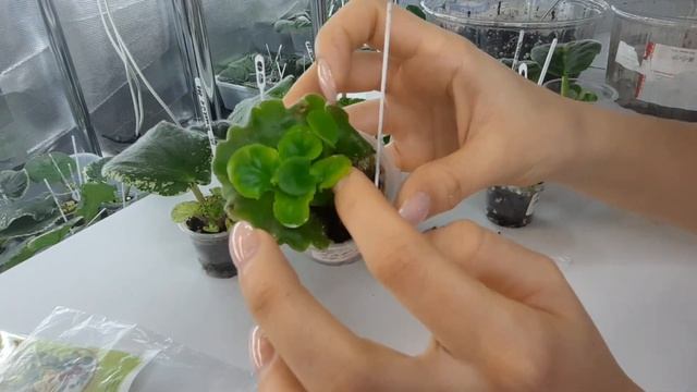 Важные правила при отделение деток фиалки от листа. Фиалки от листочка до цветочка.Путь новичка #29 смотреть онлайн