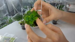 Важные правила при отделение деток фиалки от листа. Фиалки от листочка до цветочка.Путь новичка #29