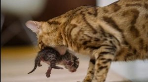 Окружающий  мир "Детям о кошках"