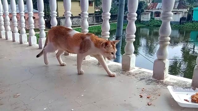 Mama Cat And Cute Kittens Asking Food Cat Rescue | Persian Cat Food | Cat Shelter -1111 смотреть онлайн
