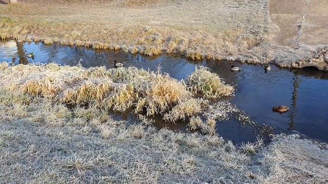 Обзор влогов / Многомама / Испанский учить хорошо, но НАДО сначала Русский выучить