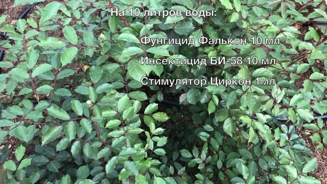 Подкормка роз во время бутонизации. Обработка роз от болезней и вредителей. Слепые побеги. смотреть онлайн