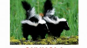 Животные хищники енотовые, куньи, виверровые