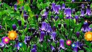 Клематис гибридный Роогучи. Краткий обзор, описание характеристик clematis Rooguchi