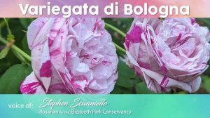 Elizabeth Park's Heritage Rose Garden - Variegata di Bologna Rose