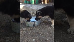 Кормление щенка в питомнике ВЕО « Лютар»