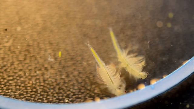 Aqua Dragons 2 months after hatching смотреть онлайн