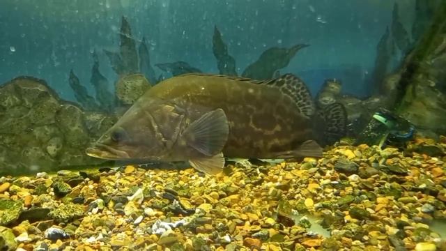 Краснокнижная ауха в аквариуме #shorts смотреть онлайн