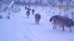 10.01.20 - Итоги мониторинга парка Нумто