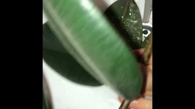 Фикус делаю стрижку / Как размножить фикус смотреть онлайн