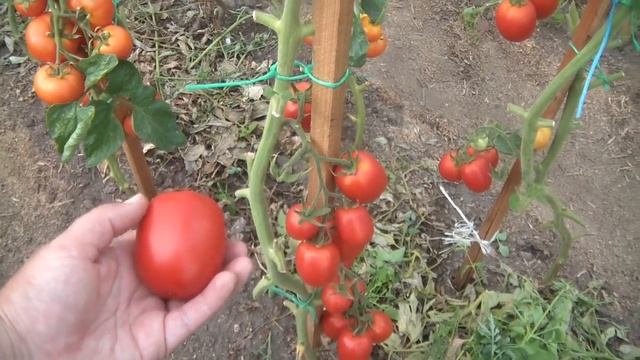 Томат Великосветский F1 от Партнера. Взвешиваем плоды смотреть онлайн