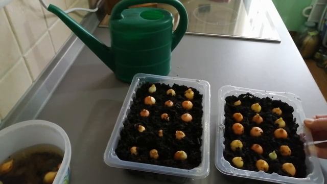 ВЫРАЩИВАЮ ЛУК НА ЗЕЛЕНЬ. Экспериментальные грядки на балконе. смотреть онлайн