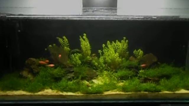 Аквариум 150 литров смотреть онлайн