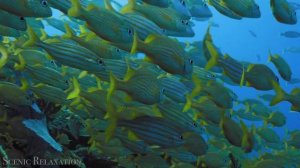 Южная Америка дикие животные 4к.mp4