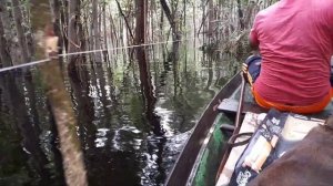 COMO PESCAR COM ESPINHELINHO Parte 2- Barcelos-Amazonas